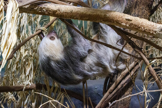 Two Toed Sloth