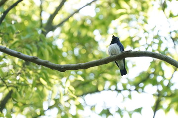 blue and white flycatcher on the branch