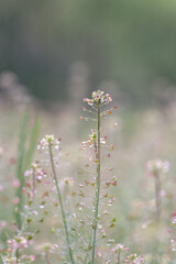 close-up of pink flower in the meadow under the rain