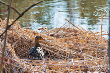 View of a wild duck standing in its nest