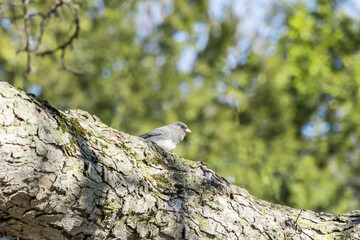 View of a warbling vireo (Vireo gilvus) perched on a tree, a small North American songbird
