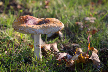 Mushroom on the Lawn. Pale Amanita Pantherinoides mushroom growing a lawn.

