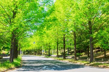 新緑イメージ　メタセコイアの並木道