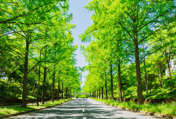 新緑イメージ　メタセコイアの並木道