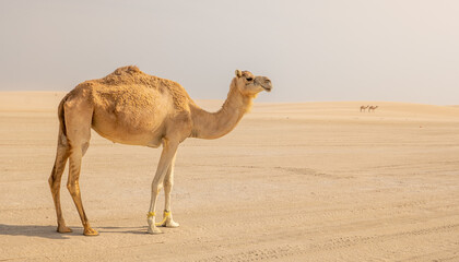 Lonely Camel in the desert.