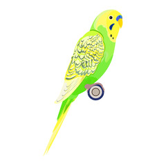 Light Green Budgie Parakeet. Budgerigar Parrot. Realistic Vector. Isolated On White Background.