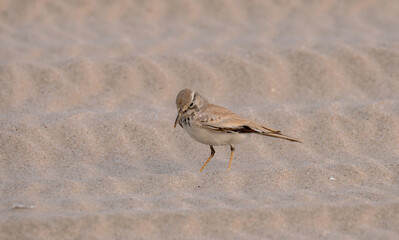 Greater Hoopoe-lark, Alaemon alaudipes bird found in desert of Qatar.