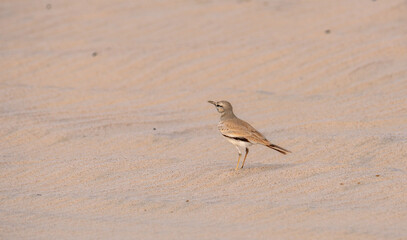 Greater Hoopoe-lark, Alaemon alaudipes bird found in desert of Qatar.