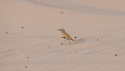 Greater Hoopoe-lark, Alaemon alaudipes bird found in desert of Qatar.