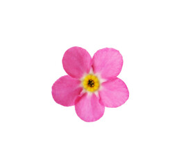 Fototapeta na wymiar Delicate pink Forget-me-not flower on white background