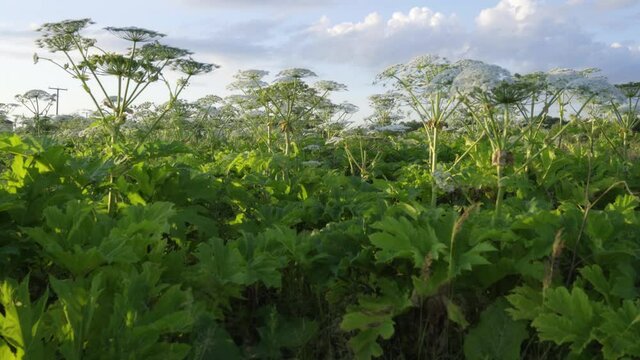 Wild plant - Hogweed, captures fields and meadows.