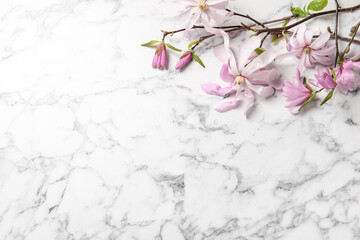 Magnolia tree branches with beautiful flowers on white marble table, above view. Space for text