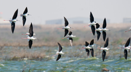 multiple black-necked stilt wading flying in Qatar.