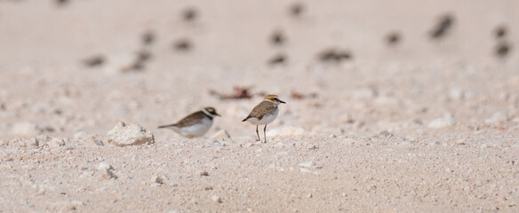 sandpiper bird, in the shore of qatar. selective focus