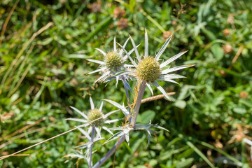 Tena valley from Formigal Huesca Aragon Spain