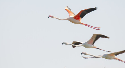 Fototapeta premium Multiple flamingos seen in Qatar during the winter
