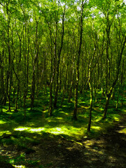 sunlight in the forest