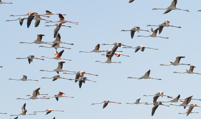 Multiple flamingos seen in Qatar during the winter