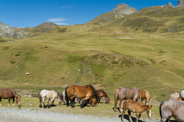 Pyrenees national park in Portalet France on August 2020:Farmers going down the horses from the mountains of the Pyrenees at the end of the summer.