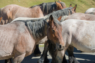 Obraz premium Pyrenees national park in Portalet France on August 2020:Farmers going down the horses from the mountains of the Pyrenees at the end of the summer.