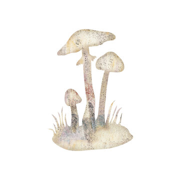Illustration of deadly poisonous Amanita virosa mushroom, also known as destroying angel