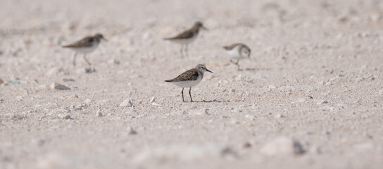 sandpiper bird, in the shore of qatar. selective focus