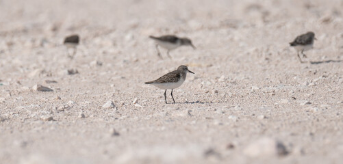 sandpiper bird, in the shore of qatar. selective focus