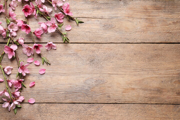 Naklejka na ściany i meble Beautiful sakura tree blossoms on wooden background, flat lay. Space for text