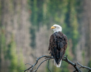 Bald Eagles of the Rocky Mountains