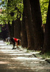 Outdoor shot of young fit woman in the park while riding inline skates