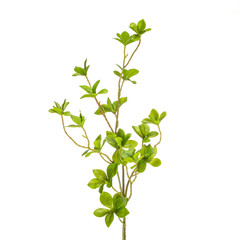 Realistic flowers and plants for designer compositions and interior decoration of residential and office premises. White isolated background