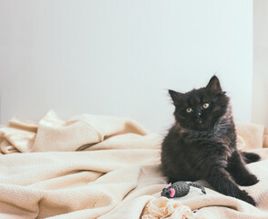 Long-haired dark gray cute little kitten lies on a beige cotton blanket with a striped jute mouse. York chocolate