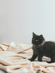 Long-haired dark gray cute little kitten lies on a beige cotton blanket with a striped jute ball. York chocolate