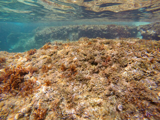 Mediterranean underwater with salema fish school in Alicante coast Spain