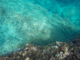 Fototapeta premium Mediterranean underwater with Blue Chromis fish school in Alicante coast Spain