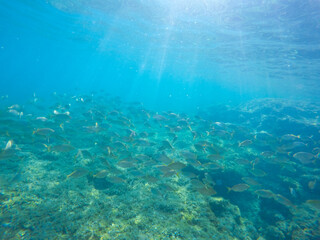 Fototapeta na wymiar Mediterranean underwater with salema fish school in Alicante coast Spain