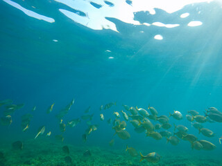 Mediterranean underwater with salema fish school in Alicante coast Spain