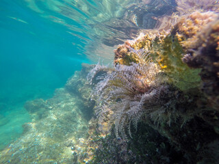 Mediterranean underwater with salema fish school in Alicante coast Spain