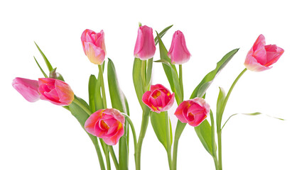 Many beautiful tulips with leaves in a glass vase isolated on transparent background. Photo with fresh spring flowers for any festive design
