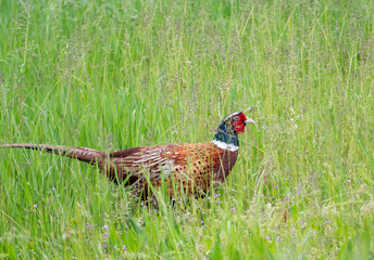 Pheasant hidden in the grass with a watchful eye, near the river Po, Cremona.