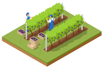 Isometric grape harvest, farmers harvesting grapes. Vineyard In Fall Harvest With Ripe Grapes. Oganic food and fine wine handmade