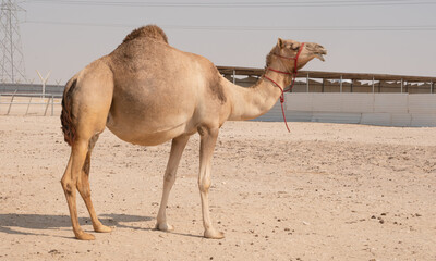 Lonely Camel in the desert.Selective focus