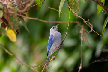 Fototapeta premium blue jay on branch