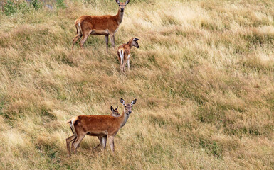 Naklejka premium Female deer with fawns - New Zealand