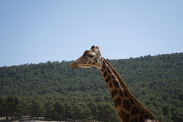 portrait of a giraffe in the field.