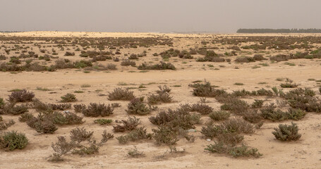Fototapeta na wymiar desert dry landscape
