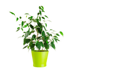 Ficus Benjamin in a green flowerpot. Isolated over white background. Home gardening concept.