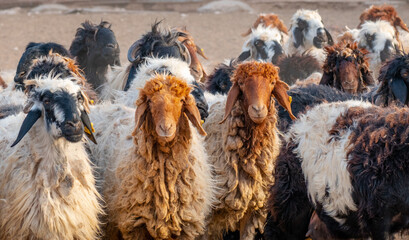 Flock of Goat at a desert farm in Qatar.