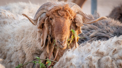 Flock of Goat at a desert farm in Qatar.