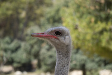 portrait of ostrich in the field
